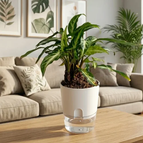 arrow head syngonium plant indoor foliage