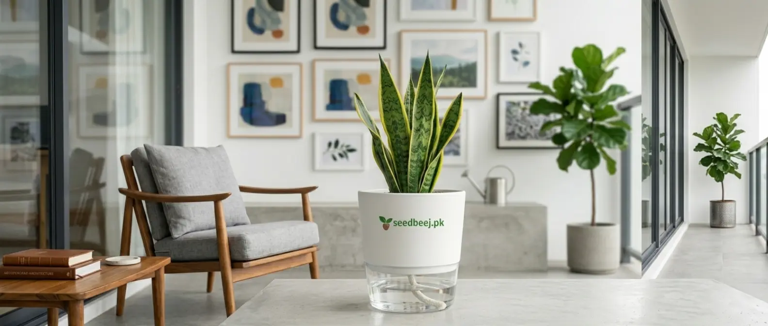 Indoor Plants for Home in Pakistan