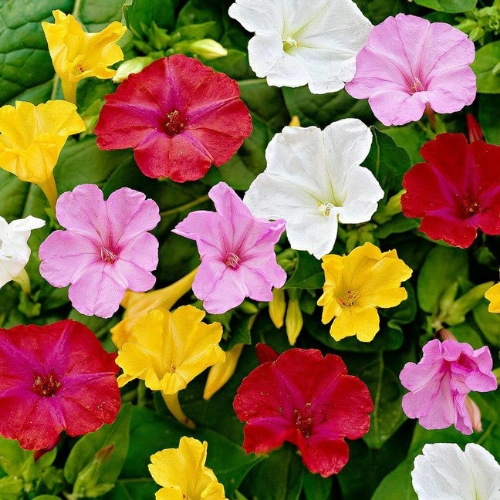 mirabilis jalapa seeds, four o clock flower seeds, 4 o clock flower seeds, marvel of peru seeds, mirabilis jalapa mix color, four o clock flowers, evening blooming flowers, fragrant flower seeds, summer flower seeds pakistan, mix color flower seeds, ornamental flower seeds, easy grow flower seeds, garden flower seeds pakistan, گل عباسی seeds, four o clock plant, mirabilis jalapa plant, colorful flower seeds, balcony flower plants, home gardening seeds, flower seeds online pakistan, buy flower seeds pakistan, fragrant evening flowers, decorative garden flowers, fast growing flower seeds