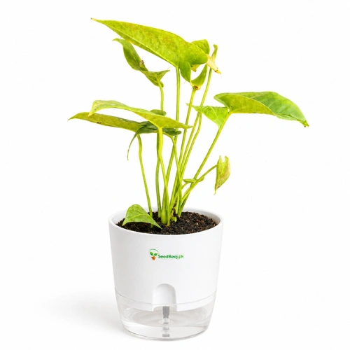 anthurium red indoor plant Pakistan