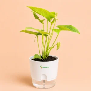 anthurium red indoor plant Pakistan