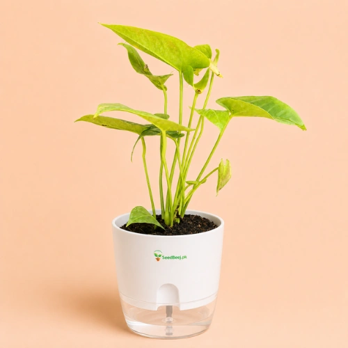 anthurium red indoor plant Pakistan anthurium red indoor plant Pakistan