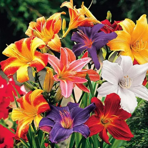 Day Lily mix colors bulbs in Pakistan blooming yellow orange red flowers garden plant Hemerocallis