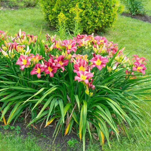 Day Lily mix colors bulbs in Pakistan blooming yellow orange red flowers garden plant Hemerocallis