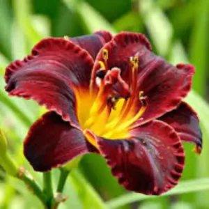 Day Lily mix colors bulbs in Pakistan blooming yellow orange red flowers garden plant Hemerocallis