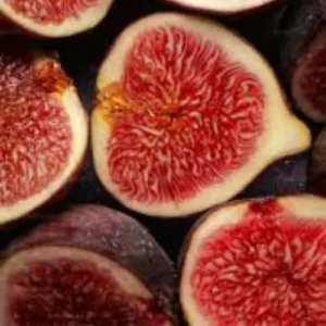 spanish fig plant pink flesh anjeer tree