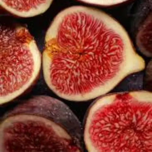 spanish fig plant pink flesh anjeer tree