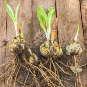 Day Lily mix colors bulbs in Pakistan blooming yellow orange red flowers garden plant Hemerocallis