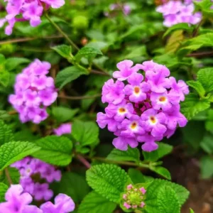 Lantana Flower Vine Plant in Pakistan Lantana Flower Vine Plant in Pakistan