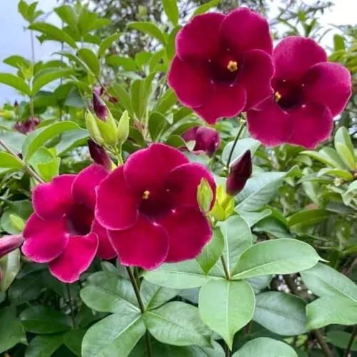 Allamanda Creeper Plant for Walls and Fences