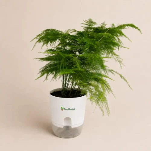 plumosa plant with self watering pot