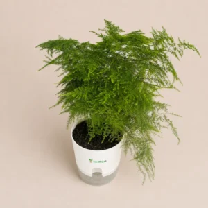 Asparagus Fern Plant in Premium Self Watering Planter