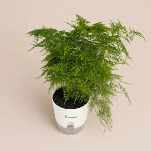 Asparagus Fern Plant in Premium Self Watering Planter