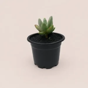 Pachyphytum 3 Plant Deal in Pakistan Pachyphytum 3 Plant Deal in Pakistan