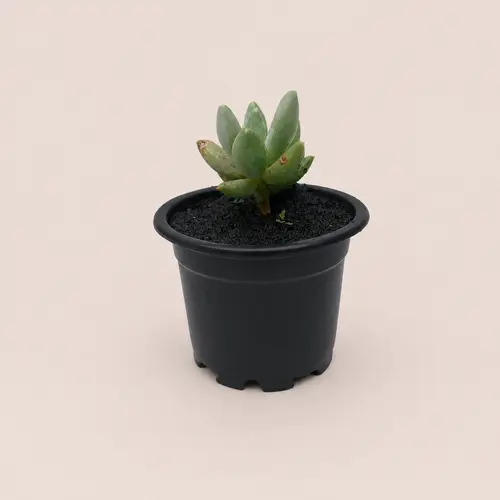 Pachyphytum 3 Plant Deal in Pakistan Pachyphytum 3 Plant Deal in Pakistan