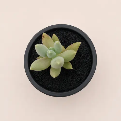 Decorative Pachyphytum Succulent Plants for Home Decor