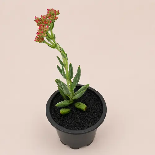 Decorative Crassula Succulent Plants for Home Decor