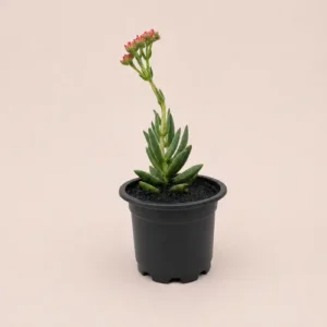 Crassula Perfoliata (3 Plant Deal) in Pakistan Crassula Perfoliata (3 Plant Deal) in Pakistan
