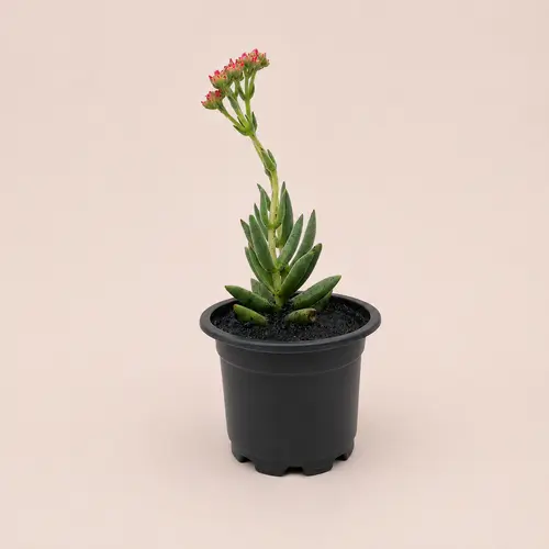 Crassula Perfoliata (3 Plant Deal) in Pakistan Crassula Perfoliata (3 Plant Deal) in Pakistan