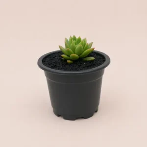 Echeveria Agavoides 3 Plant Deal in Pakistan