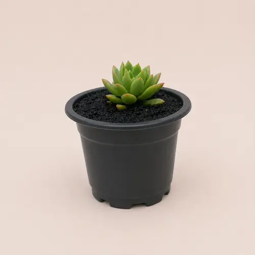 Echeveria Agavoides 3 Plant Deal in Pakistan