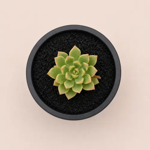 Echeveria Agavoides Succulent Combo Pack Pakistan