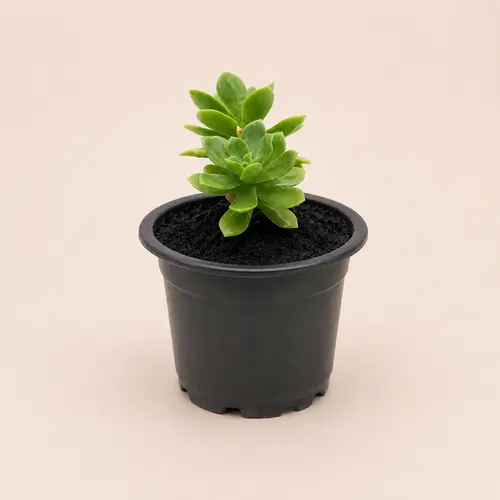 Molded Wax Agave 3 Plant Deal in Pakistan