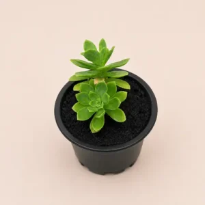 Decorative Wax Agave Succulent Plants for Home Decor Decorative Wax Agave Succulent Plants for Home Decor