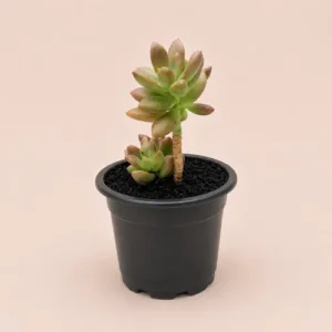 Sedum Adolphii 3 Plant Deal in Pakistan
