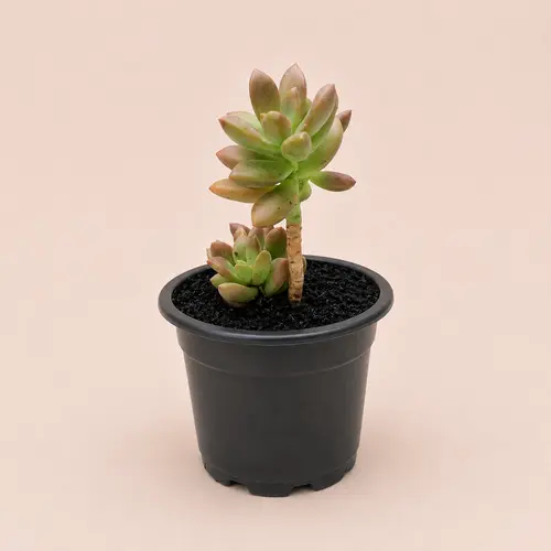 Sedum Adolphii 3 Plant Deal in Pakistan