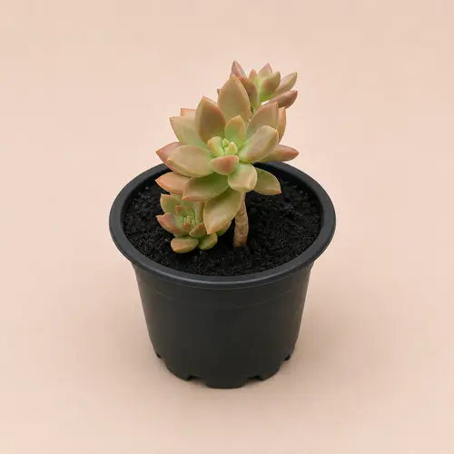 Sedum Adolphii Succulent Combo Pack Pakistan