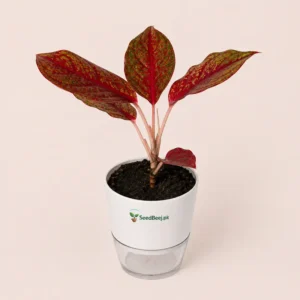 aglaonema siam aurora red plant with Self Watering Pot
