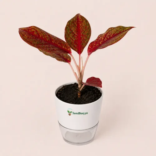 aglaonema siam aurora red plant with Self Watering Pot