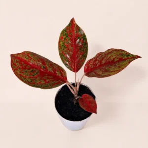 aglaonema siam aurora red plant Premium Self Watering Planter