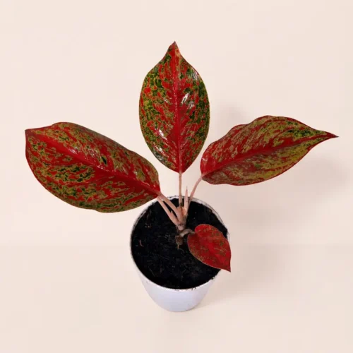 aglaonema siam aurora red plant Premium Self Watering Planter