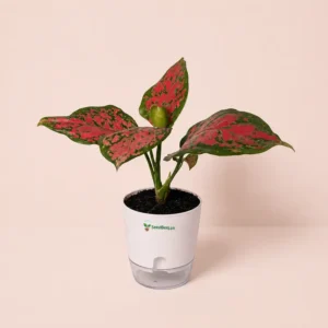 Aglaonema pink Dalmatian plant