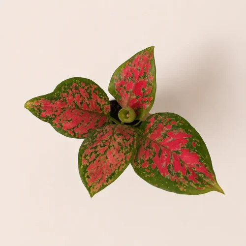 Aglaonema Pink Dalmatian Plant with Self Watering Pot