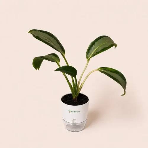 aglaonema green bowl plant