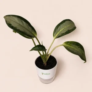 aglaonema green plant with self watering pot