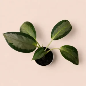 buy aglaonema online Pakistan