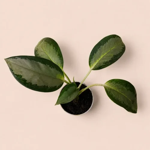 buy aglaonema online Pakistan