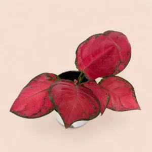 aglaonema red with self watering pot