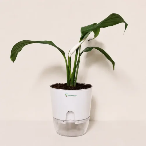 peace lily plant with self watering pot