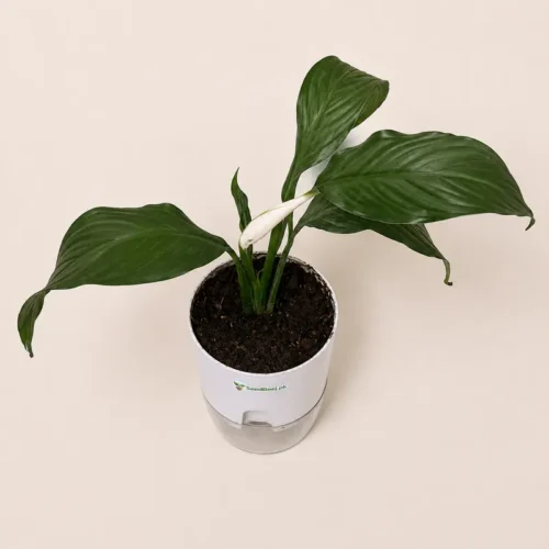 Indoor Peace Lily Plant for Home and Office Decor