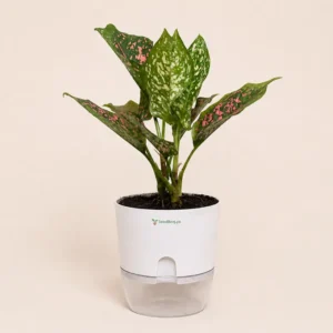 Aglaonema Pink Dots Plant with Self Watering Pot