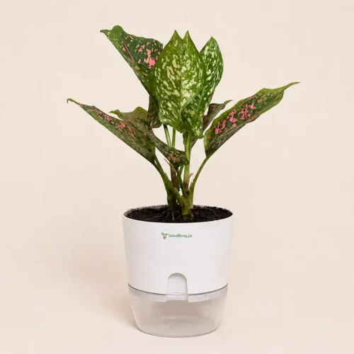 Aglaonema Pink Dots Plant with Self Watering Pot