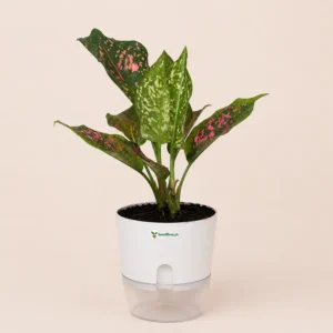 Aglaonema Pink Dots Plant