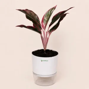 lipstick aglaonema plant in Pakistan