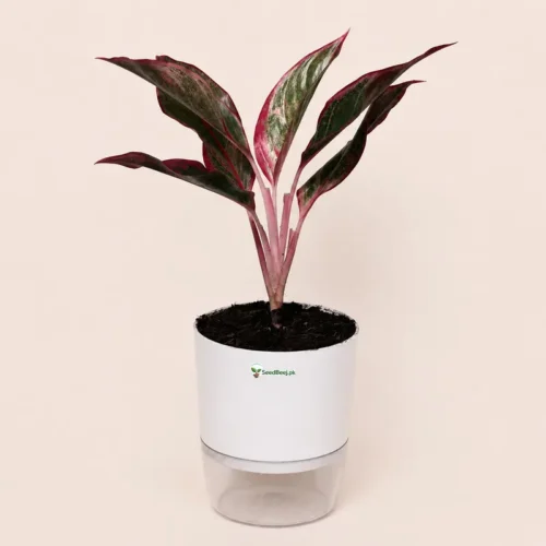 lipstick aglaonema plant in Pakistan
