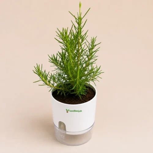 Rosemary Plant with Self Watering Pot